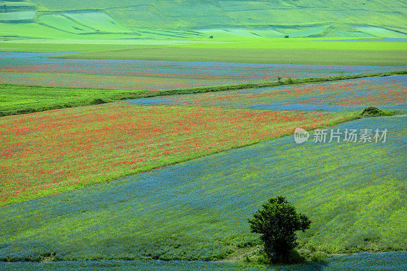 Piano Grande di Castelluccio，位于绿色山丘上的村庄，意大利